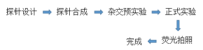 杂交1.png