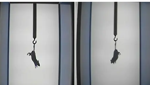 动物行为3.png