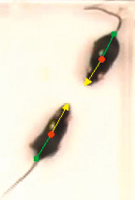 动物行为9.png