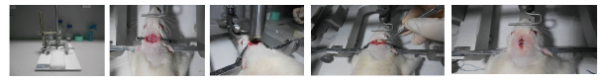 动物实验8.png