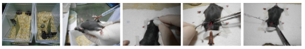 动物实验9.png